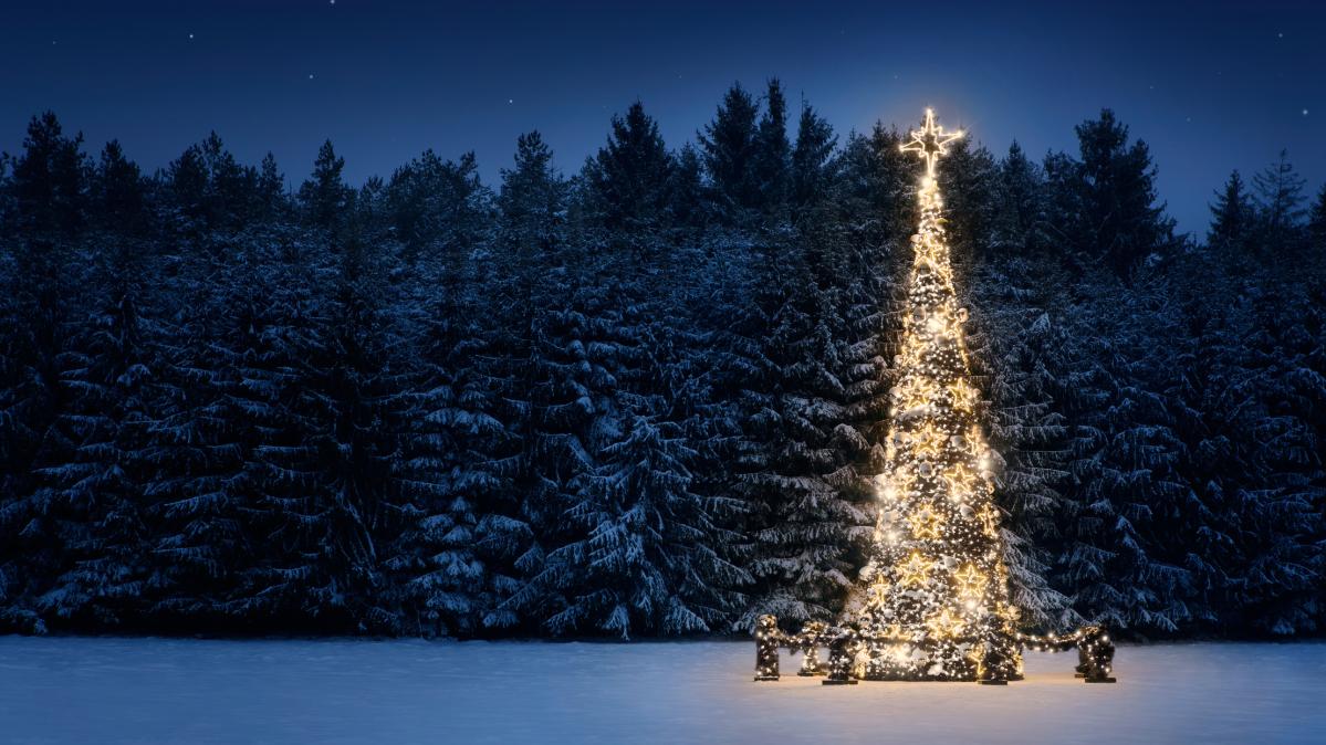 large tree with white lights at night