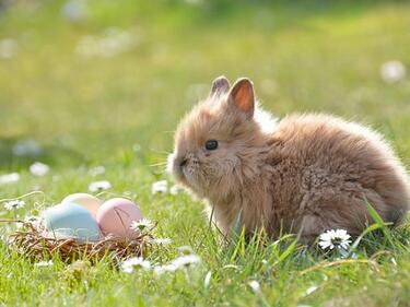 A bunny looking at a next of Easter Eggs