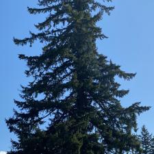 Large Cedar Tree on school property